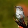 Strizlikovec novozelandsky - Gerygone igata - Grey warbler - riroriro 1707
